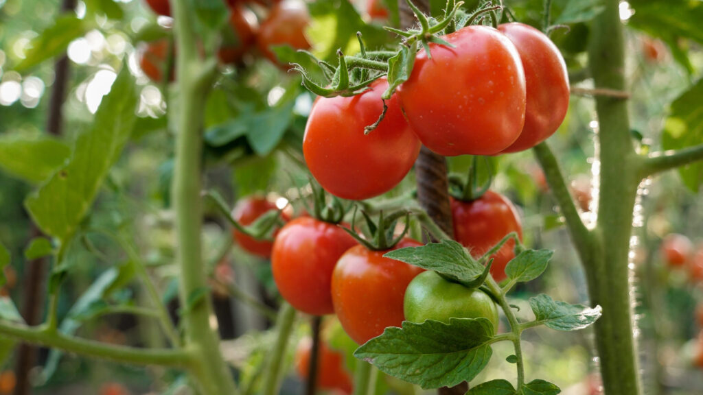 Auf dem Bild sind reife Tomaten an einem Strauch zu sehen